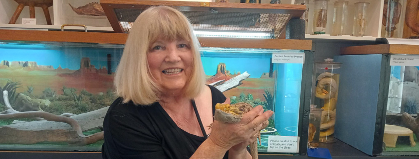 South Australian Museum volunteer Colleen Moore holds a bearded dragon.